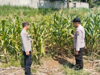 Polsek Wonosalam  melakukan pengecekan terhadap tanaman jagung milik masyarakat yang menjadi mitra kepolisian