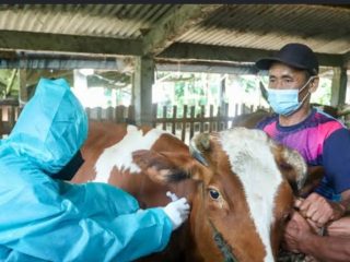 Cegah PMK menjelang Qurban, Disnak Jombang turunkan 13 Tim Vaksinator