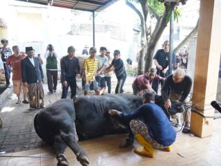 Wali Kota Tangerang Apresiasi Bantuan Sapi Kurban Presiden Prabowo untuk Warga Cipondoh
