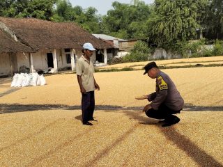 Bhabinkamtibmas Desa Ngampungan turun langsung bantu penjemuran jagung, wujud dukungan Polri terhadap ketahanan pangan