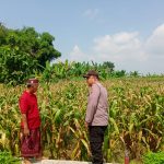 Kehadiran Bhabinkamtibmas tidak hanya memberikan motivasi, tetapi juga menumbuhkan semangat petani
