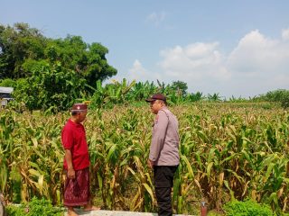 Kehadiran Bhabinkamtibmas tidak hanya memberikan motivasi, tetapi juga menumbuhkan semangat petani