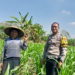 Bhabinkamtibmas Desa Mojotrisno Monitoring tanaman jagung untuk dukung Ketahanan Pangan Nasional