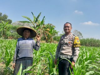 Bhabinkamtibmas Desa Mojotrisno Monitoring tanaman jagung untuk dukung Ketahanan Pangan Nasional
