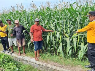 Polisi cinta petani, Polsek Jogoroto pantau pertumbuhan jagung warga demi sukseskan ketahanan Pangan Nasional