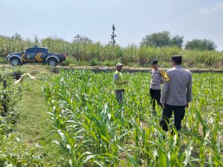 Kanit Binmas Polsek Bandar Kedungmulyo pantau kerkembangan tanaman jagung
