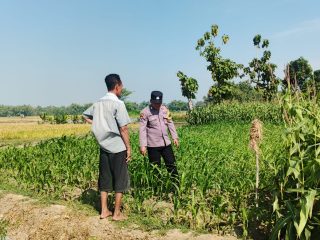 Polsek Perak dampingi petani jagung, perkuat ketahanan pangan nasional