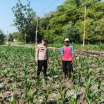 Polsek Ngusikan melakukan pengecekan tanaman jagung bantuan Dinas Pertanian melalui Polres Jombang