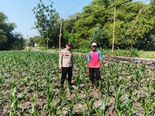 Polsek Ngusikan melakukan pengecekan tanaman jagung bantuan Dinas Pertanian melalui Polres Jombang